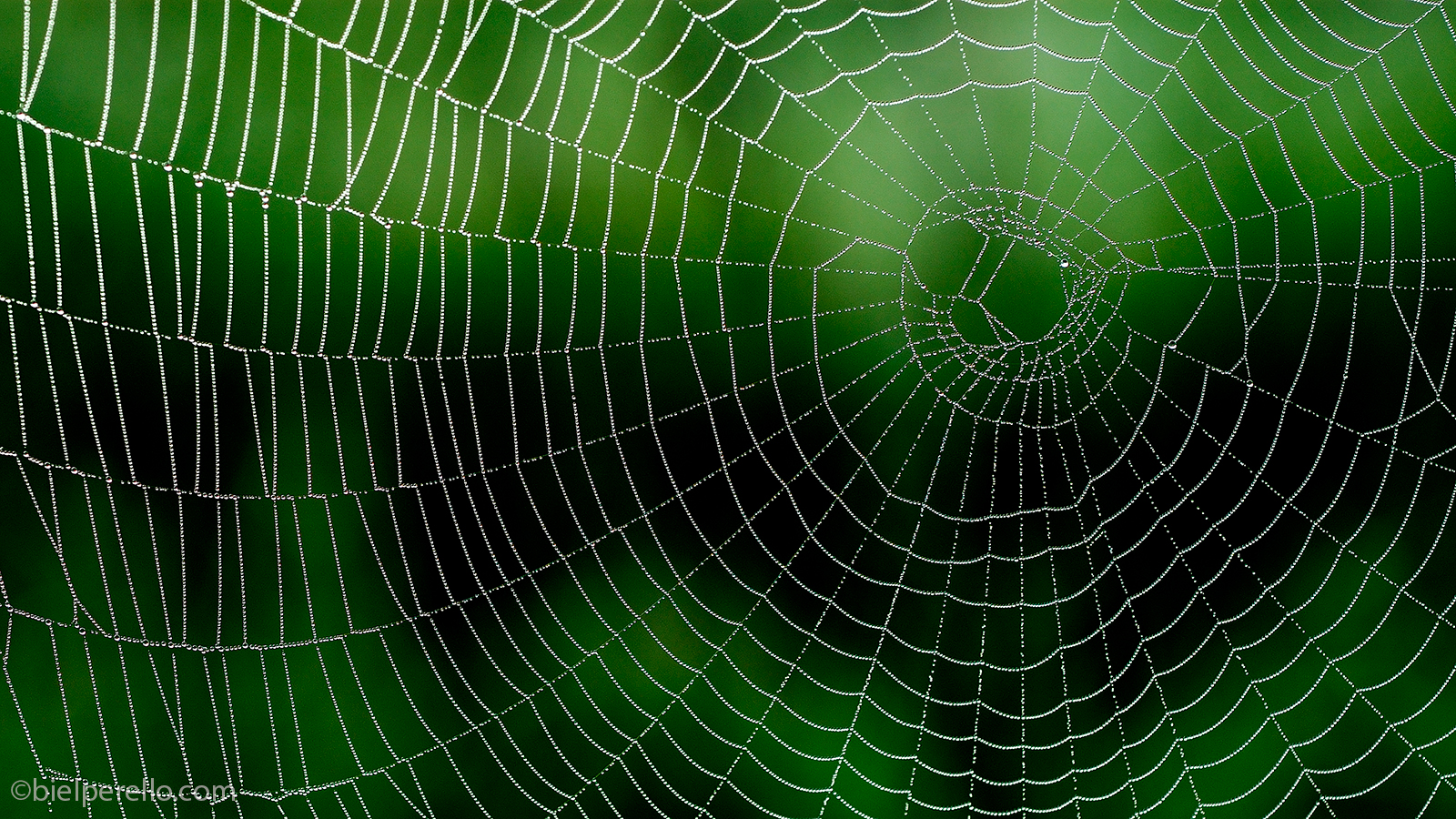 Imatge del repositori de S'Albufera – ús protegit