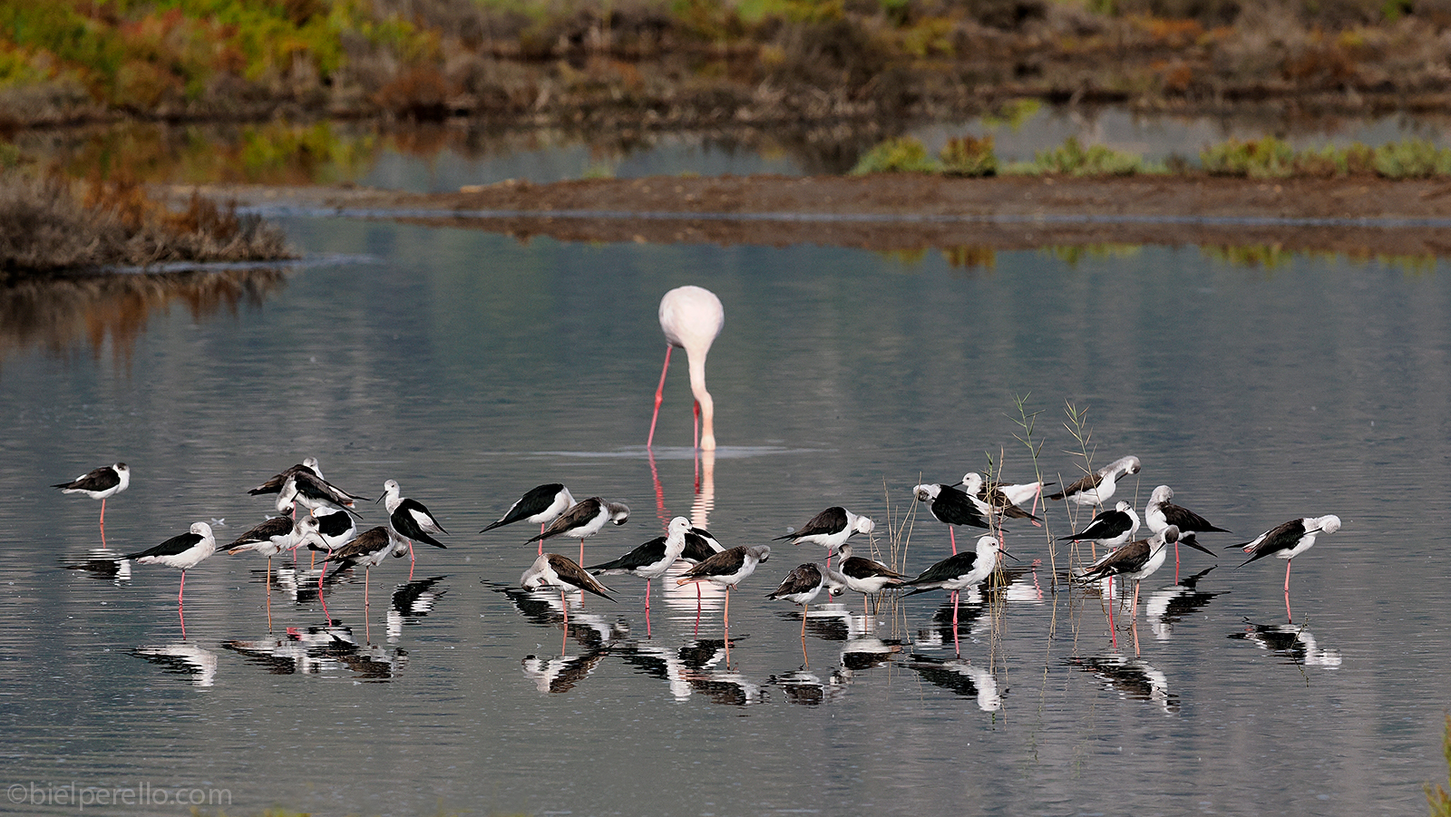 Imatge del repositori de S'Albufera – ús protegit