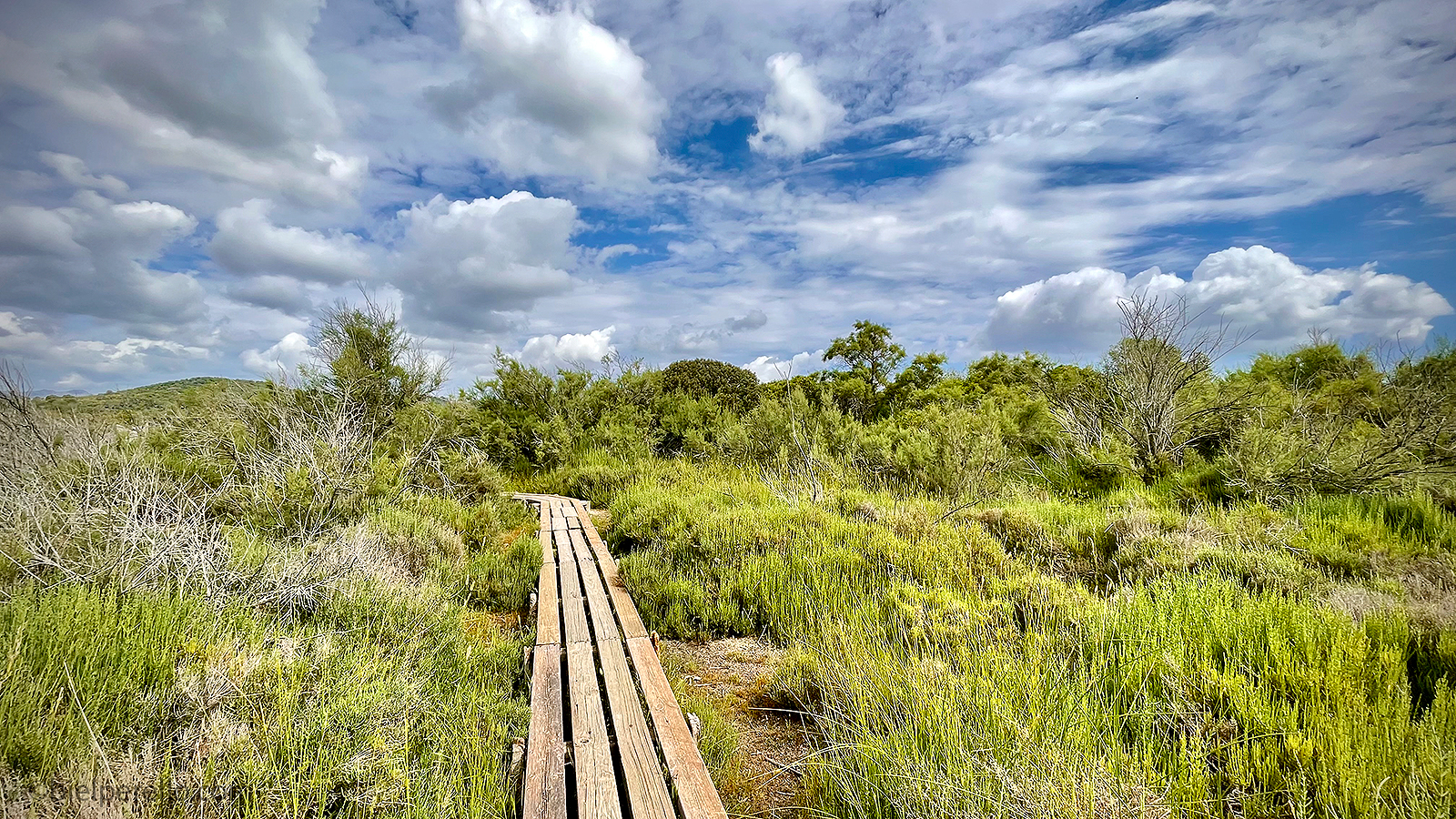 Imatge del repositori de S'Albufera – ús protegit