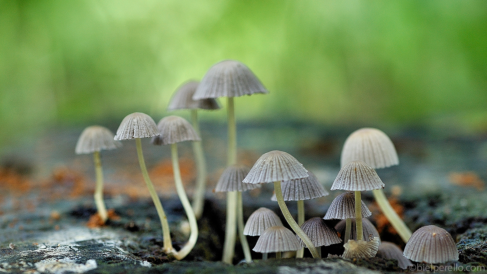 Imatge del repositori de S'Albufera – ús protegit