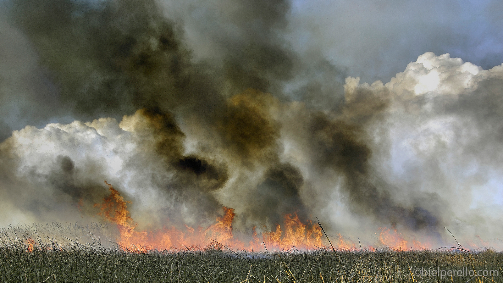 Imatge del repositori de S'Albufera – ús protegit