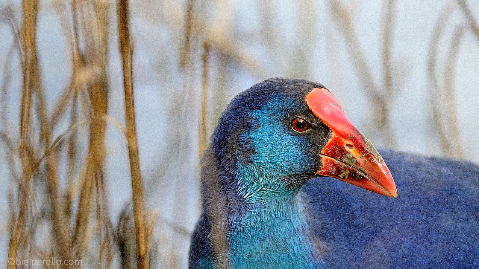 Imatge del repositori de S'Albufera – ús protegit