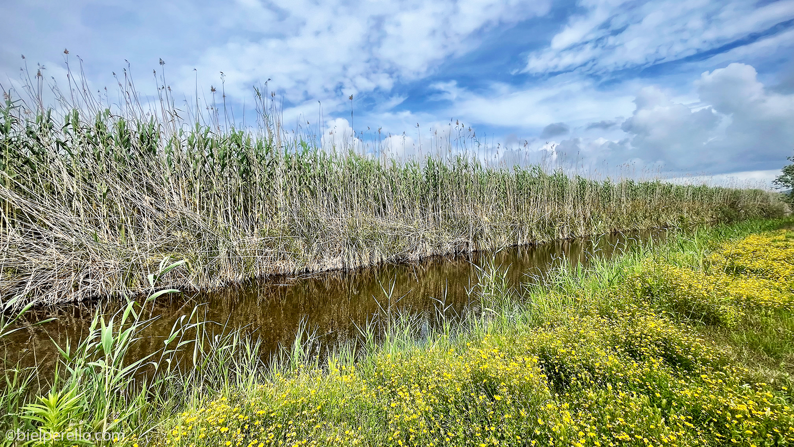 Imatge del repositori de S'Albufera – ús protegit
