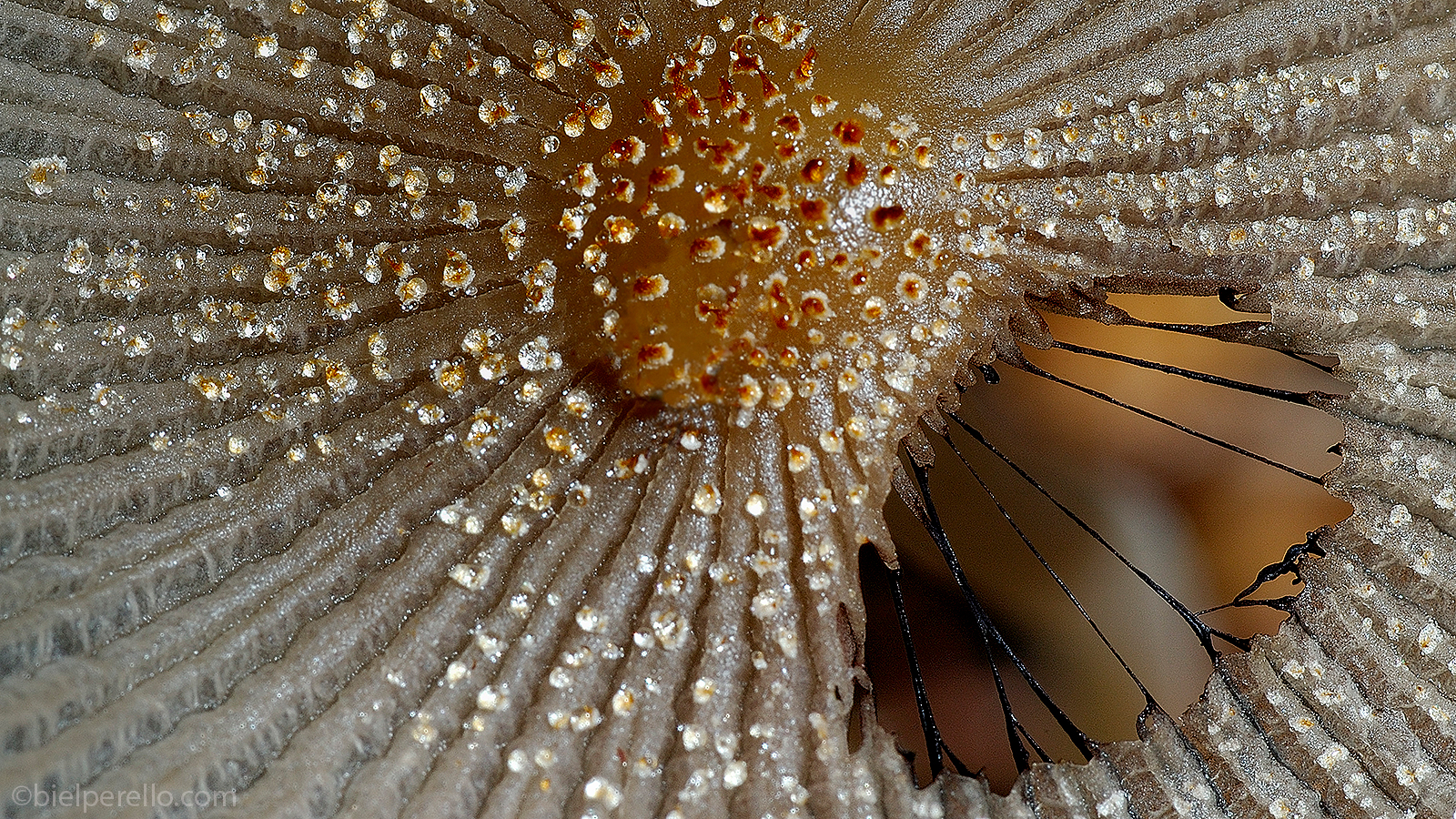 Imatge del repositori de S'Albufera – ús protegit