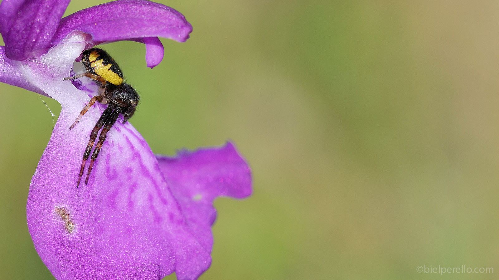 Imatge del repositori de S'Albufera – ús protegit